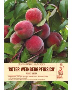 Sortenschild, Prunus persica 'Roter Weinbergpfirsich'