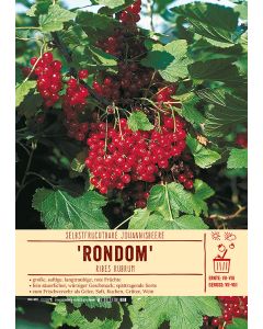 Sortenschild, Ribes rubrum 'Rondom'