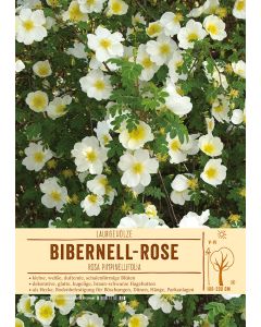 Sortenschild, Rosa pimpinellifolia