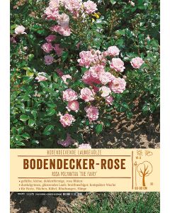 Sortenschild, Rosa polyantha 'The Fairy'