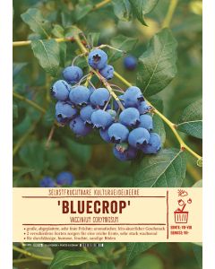 Sortenschild, Vaccinium corymbosum 'Bluecrop'