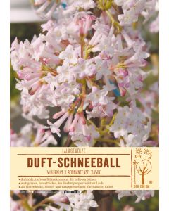 Sortenschild, Viburnum x bodnantense 'Dawn'