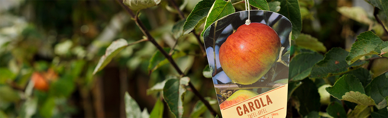 Header: Apfelbaumetikett an einem Apfelbaumzweig