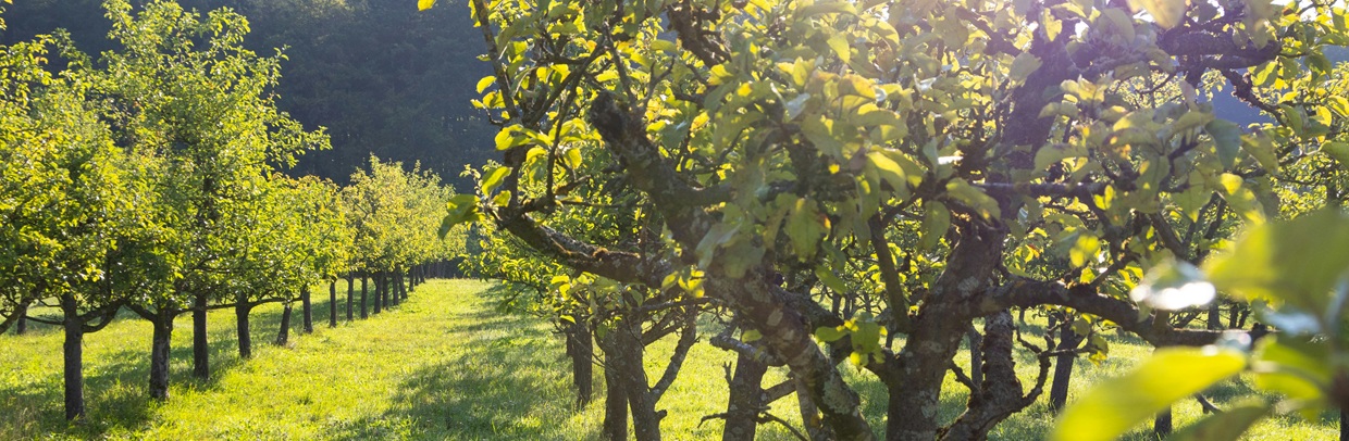 Blick auf eine Baumplantage in der Mittagssonne