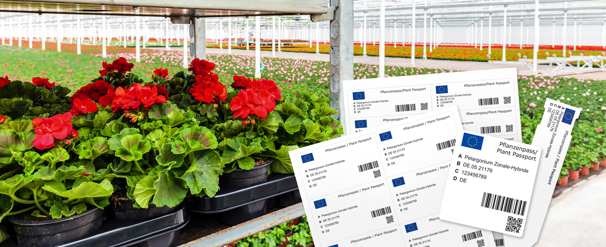 Pflanzenpass – Wissenswertes und Etiketten von Güse Headerbild Pflanzenpass mit Etiketten